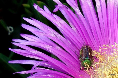 MΩΒ  ΛΟΥΛΟΥΔΙΑ  ΓΙΑ ΜΠΛΟΚ  ΚΑΛΟ  ΚΑΛΟ